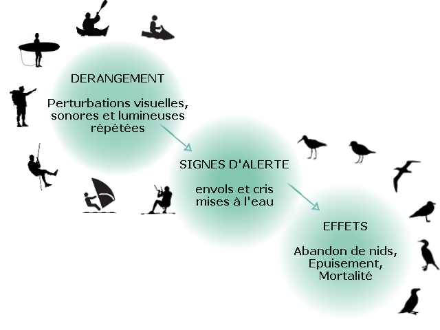 le dérangement et ses impacts