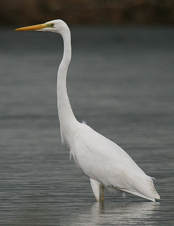 Je demande.... et j'obtiens ! - Page 33 Grande.aigrette.reconnaitre