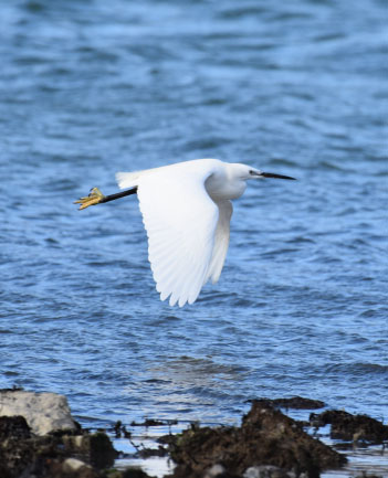 Aigrette garzette