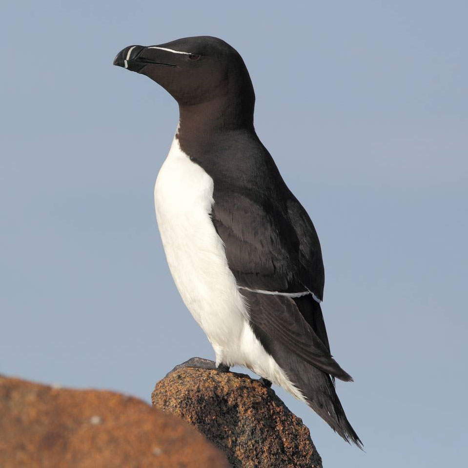 Pingouin Torda - Les espèces - C-monspot - soyons sport, soyons nature