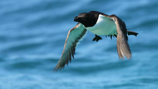 Pingouin Torda - Les espèces - C-monspot - soyons sport, soyons nature